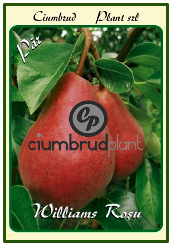 par williams rosu - Pomi fructiferi Ciumbrud Plant