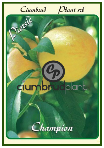 piersic champion - Pomi fructiferi Ciumbrud Plant