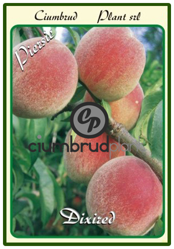 piersic dixired - Pomi fructiferi Ciumbrud Plant