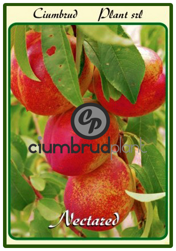 piersic nectared - Pomi fructiferi Ciumbrud Plant