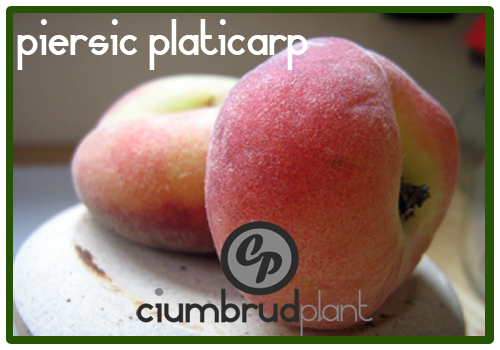 piersic platicarp - Pomi fructiferi Ciumbrud Plant