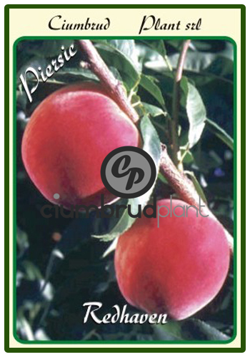 piersic redheaven - Pomi fructiferi Ciumbrud Plant