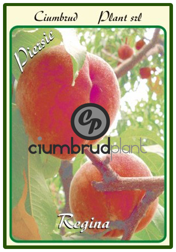 piersic regina - Pomi fructiferi Ciumbrud Plant