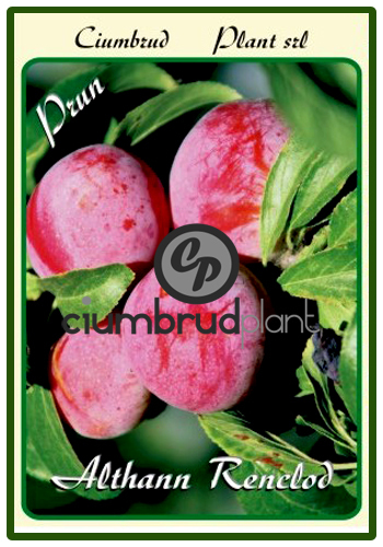 prun althann renclod - Pomi fructiferi Ciumbrud Plant