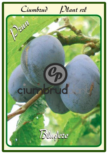prun blufere - Pomi fructiferi Ciumbrud Plant