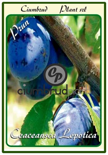 prun ceceanska lepotica - Pomi fructiferi Ciumbrud Plant