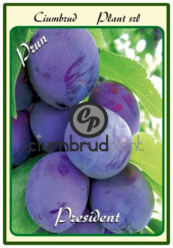 prun president - Pomi fructiferi Ciumbrud Plant