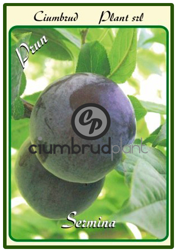 prun sermina - Pomi fructiferi Ciumbrud Plant