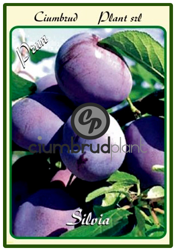 prun silvia - Pomi fructiferi Ciumbrud Plant