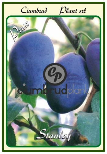 prun stanley - Pomi fructiferi Ciumbrud Plant