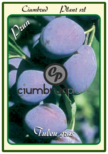 prun tuleu gras - Pomi fructiferi Ciumbrud Plant
