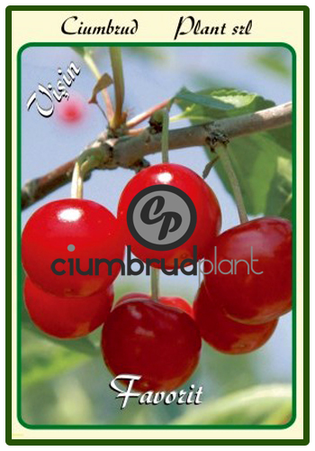 visin favorit - Pomi fructiferi Ciumbrud Plant