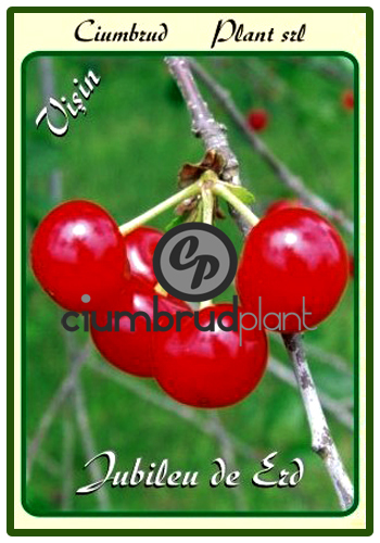 visin jubileu de erd - Pomi fructiferi Ciumbrud Plant