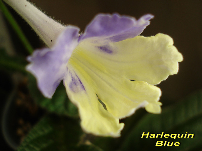 Harlequin Blue (11-07-2012) - Streptocarpusi 2012