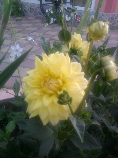 Photo1344 - dalii 2012