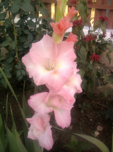 Photo1352 - gladiole