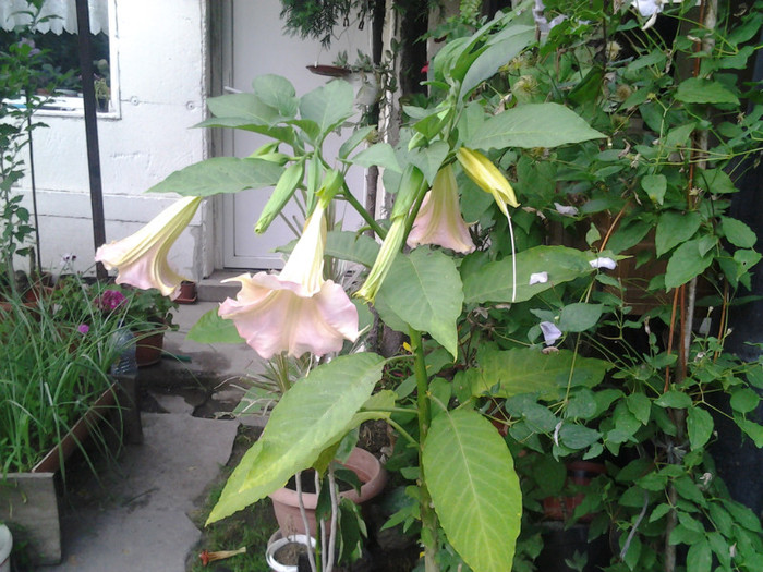 2012-07-05 06.33.54 - brugmansia