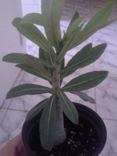 2012-07-11 RED DIAMOND DE LA LUK20 - Adenium