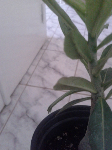 2012-07-11 - Adenium