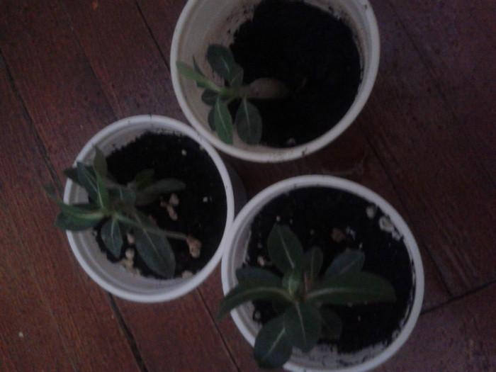 2012-07-11 VIOLET CITY,MON NORTH SI QUATRO GOLDEN