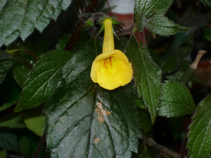 P1040108 - Flori 2012