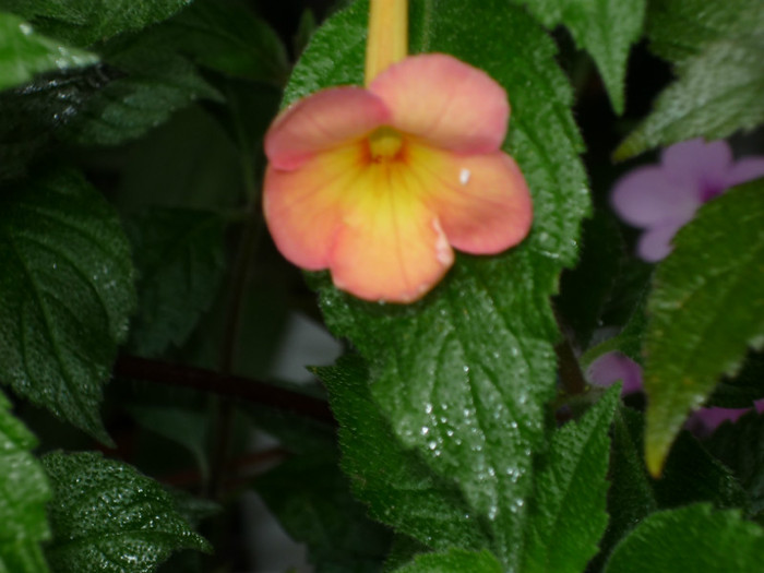 P1040111; Jay Dee Coral .
