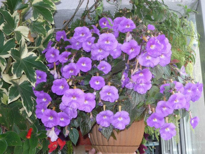 P1040117; Pulcherima .
