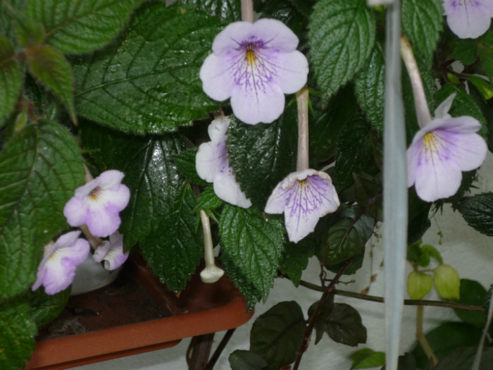 P1040120; Ambroise Werschafelt .
