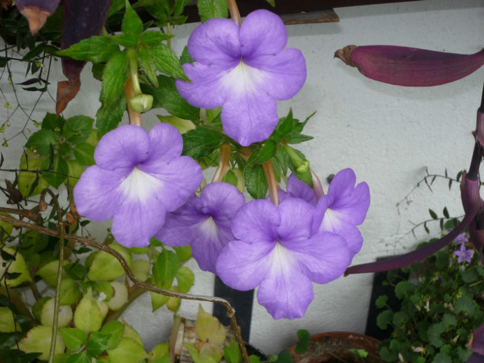 P1040122; Annie Belle .
