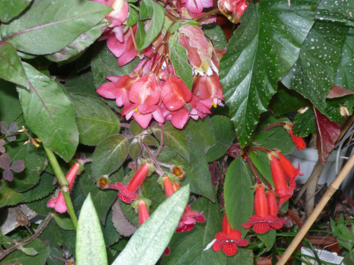 P1040123; Begonia si Kohleria Eriantha .
