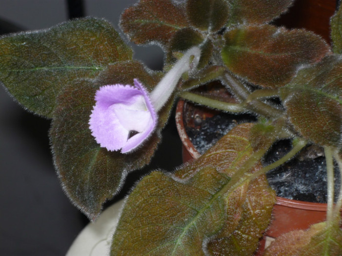 P1040127; Episcia .
