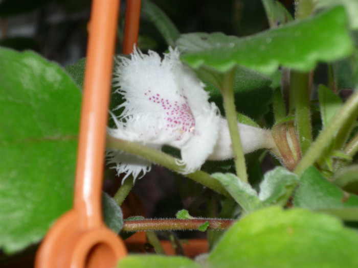 P1040130 - Flori 2012