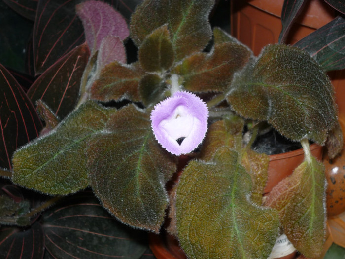 P1040133 - Flori 2012