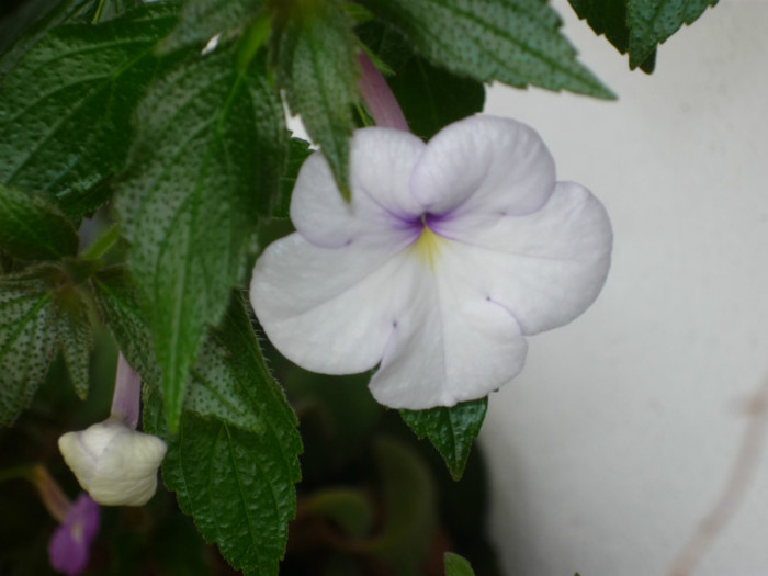 P1040140; Snow princess.
