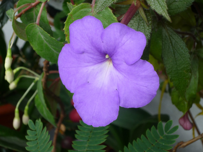 P1040148; Kim Blue .
