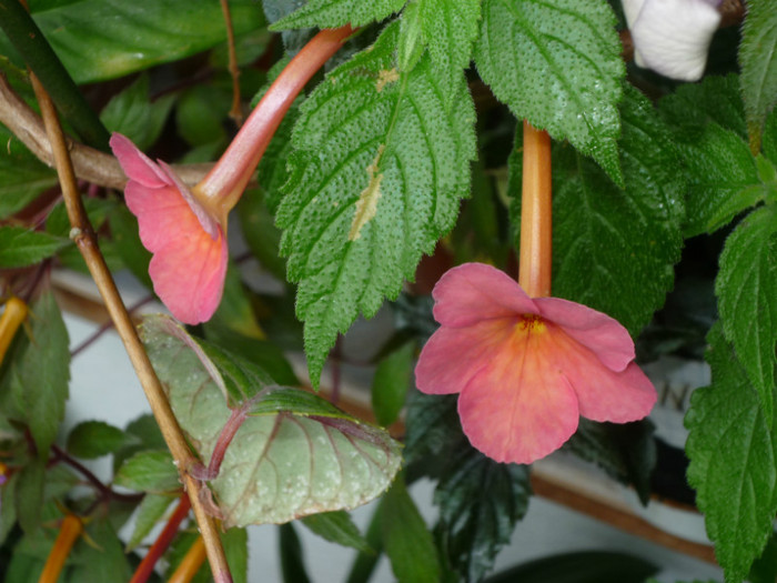 P1040151 - Flori 2012