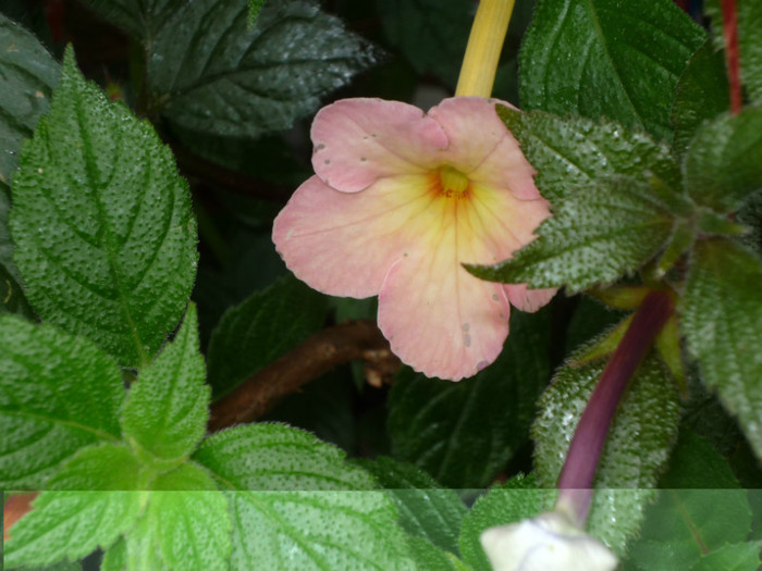 P1040152 - Flori 2012