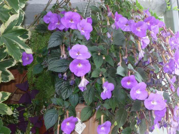 P1040158 - Flori 2012