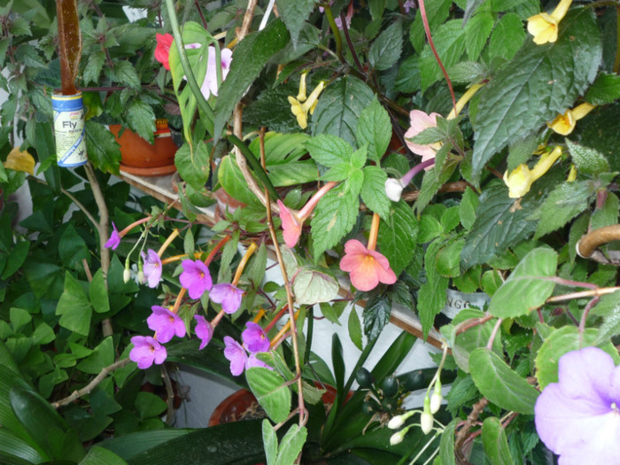 P1040169 - Flori 2012