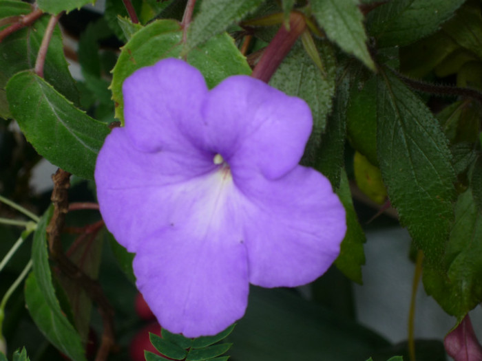 P1040173 - Flori 2012
