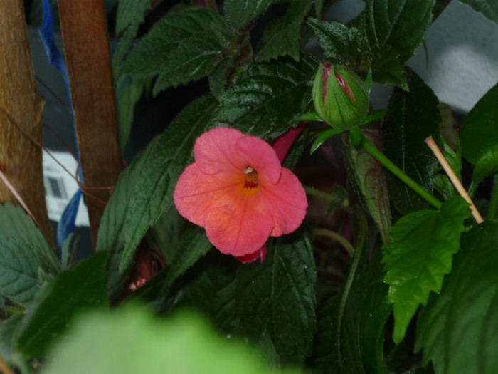 P1040177 - Flori 2012