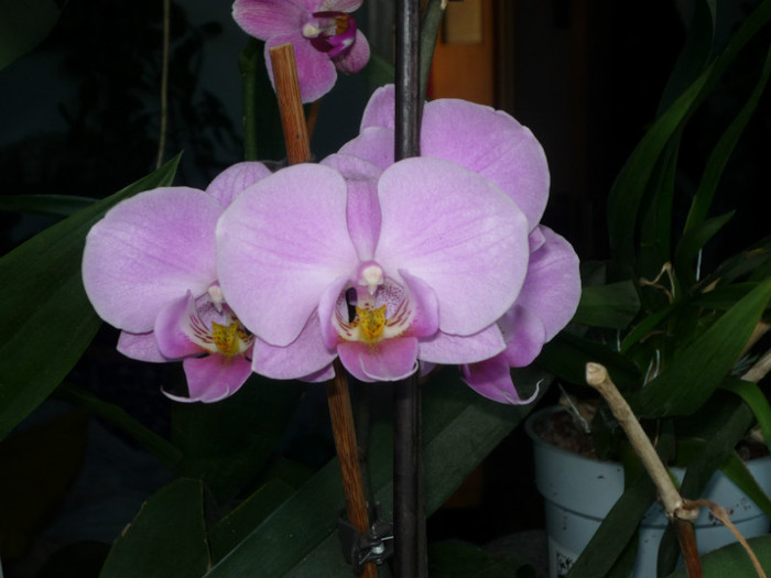 P1040180 - Flori 2012