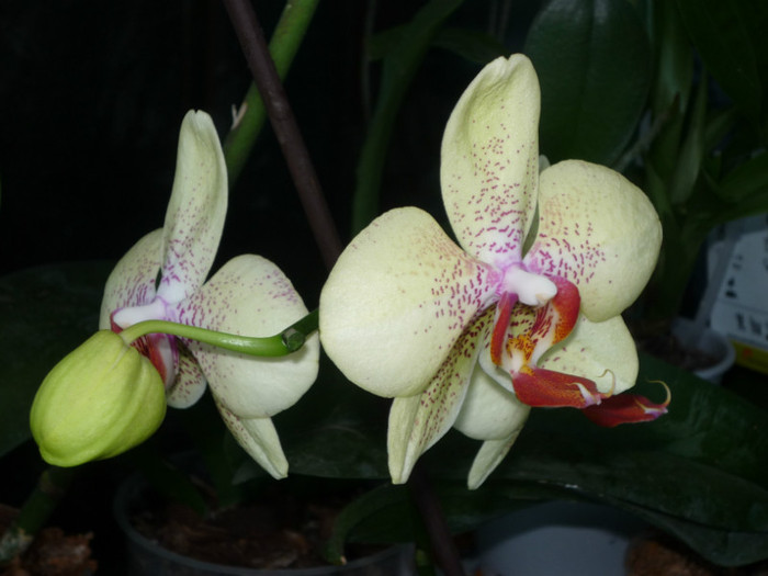 P1040182 - Flori 2012