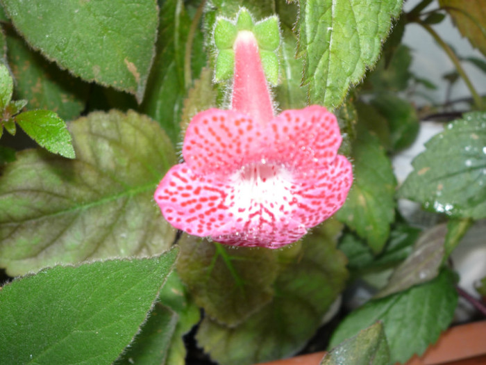 Kohleria Sunshine .; Kohleria Sunshine .
