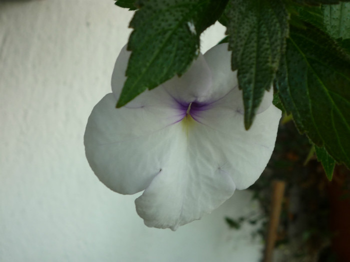 Snow princess .; Snow princess .
