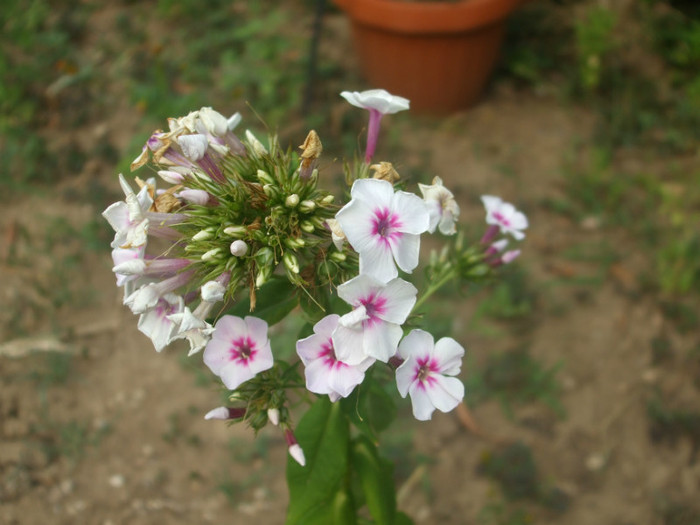 flori 2012 836