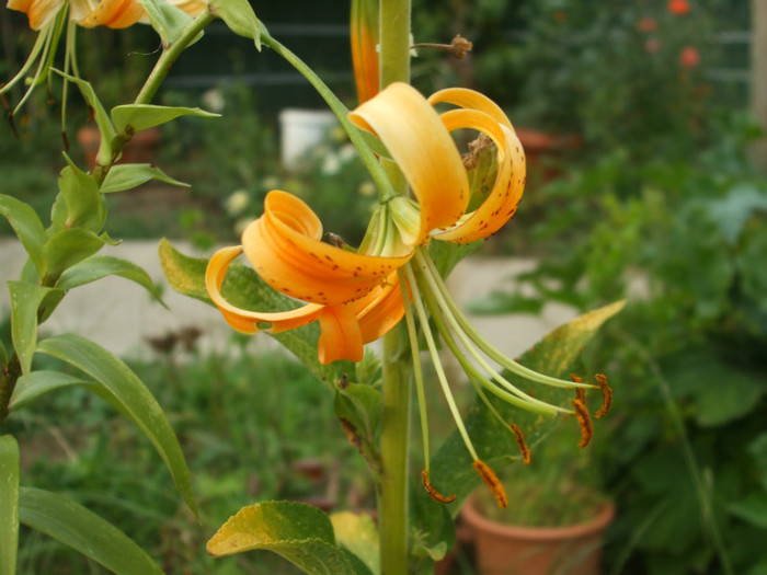 flori 2012 843