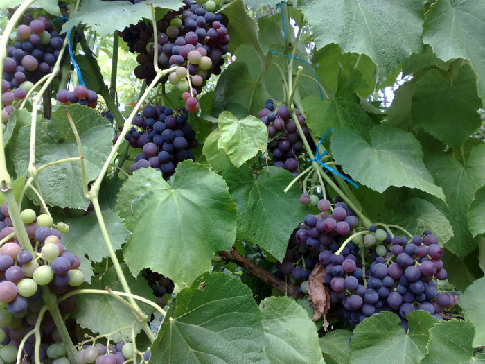 11072012 venus - VITA DE VIE 2012