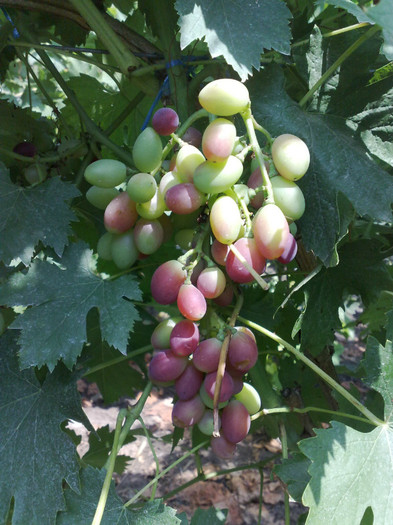 11072012 dunawska - VITA DE VIE 2012