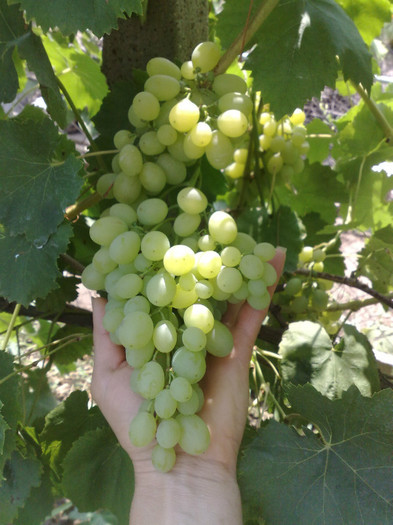 11072012 helikon - VITA DE VIE 2012